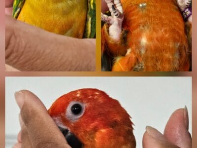 Sun Conures
