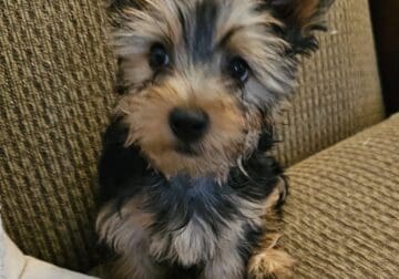 Yorkie Puppy