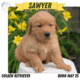 AKC GOLDEN RETRIEVER PUPS