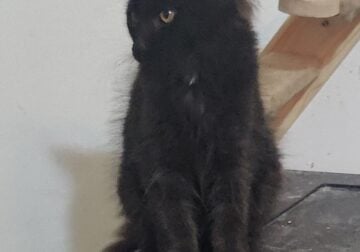 Maine Coon Kitten Solid Black Male