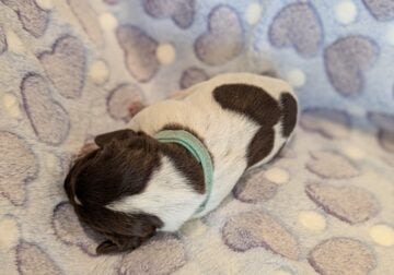 German Shorthair Pointer Puppies