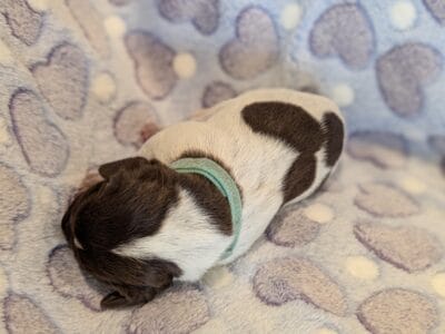 German Shorthair Pointer Puppies