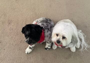 Maltese Havanese and Mini Schnauzer