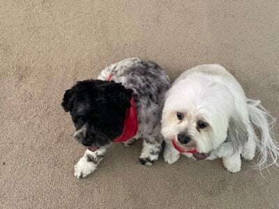 Maltese Havanese and Mini Schnauzer
