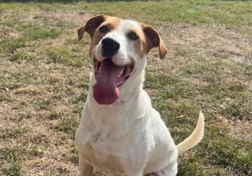 Need to Rehome ASAP