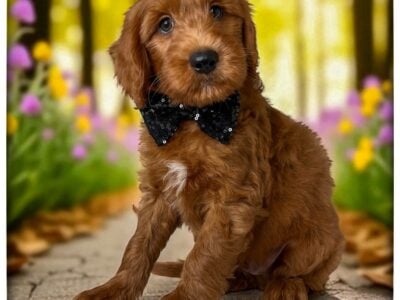 Bruno (Black collar)
