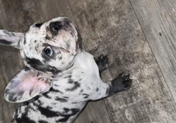 Lilac Merle Male French Bulldog
