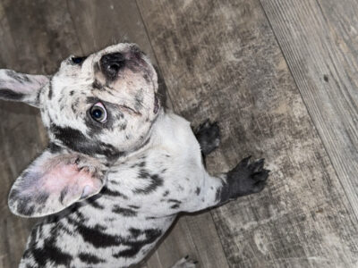 Lilac Merle Male French Bulldog