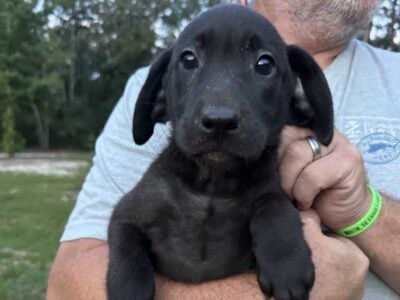 AKC Labrador Retriever