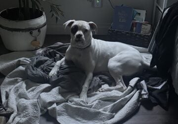Rehoming 7 mos. old Motion
