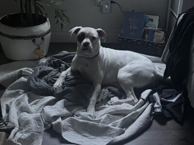 Rehoming 7 mos. old Motion