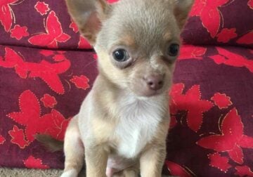LILO Miniature Lilac Chihuahua Boy, Cute & Playful