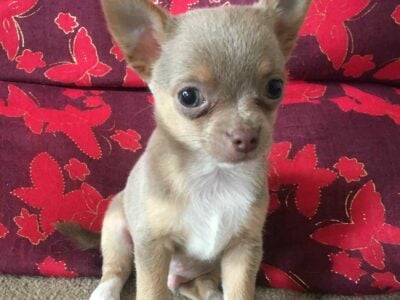 LILO Miniature Lilac Chihuahua Boy, Cute & Playful