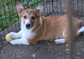 Corgi puppy