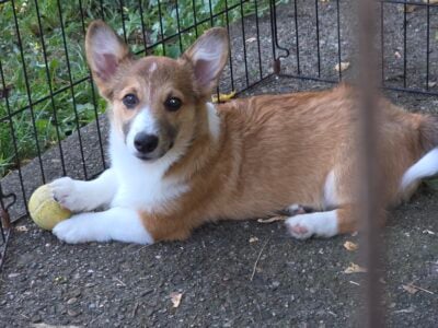 Corgi puppy