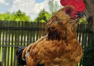 3 month old Rooster, Mille Fleur D’Uccle Bantam