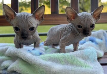 Male Sphynx kittens
