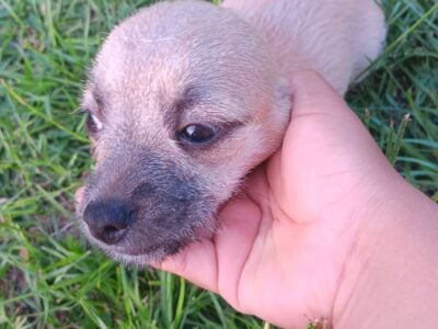 Female 1 month old #3