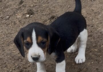 Tri-Colored Beagle Puppies
