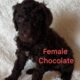 Standard Poodle Pups (available July26)