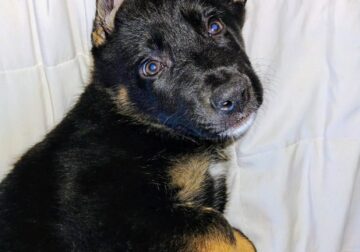 Purebred Gsd puppy.