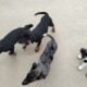 12 week old puppies looking for forever homes