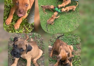 Boxer/Mastiff Mix puppies