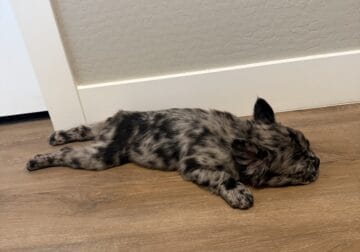 Long haired Frenchie