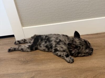 Long haired Frenchie