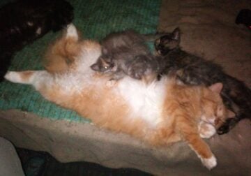ADORABLE FREE KITTENS