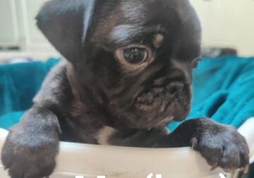 Pug Brindled Boy Puppy ready for his forever home