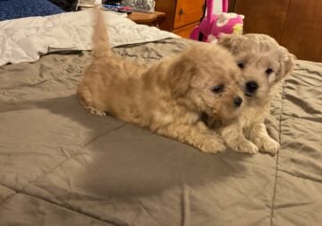 Cockapoo puppies