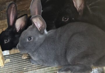New Zealand bunnies