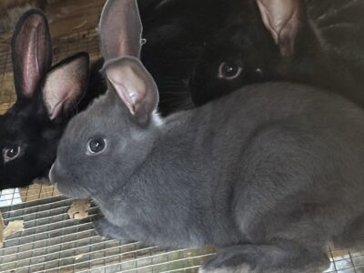 New Zealand bunnies