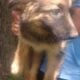 German Shepherd puppies born on 4/20/25