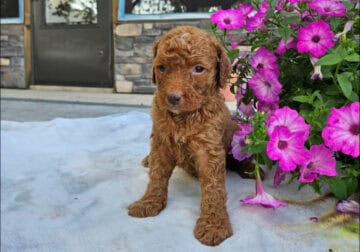Bernedoodle puppies