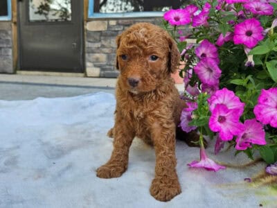 Bernedoodle puppies