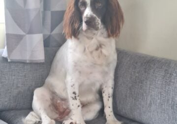 puppies for sale