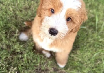 Red and white Bernadoodle