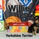 Yorkshire Terrier Puppies available