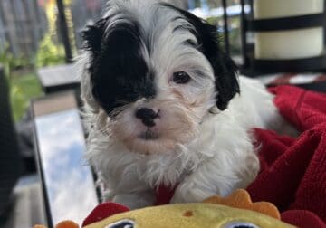 6 week old shihpoo – Puppy 2