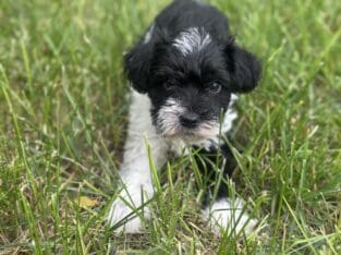 Let’s Parti-AKC Miniature Schnauzer
