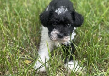 Let’s Parti-AKC Miniature Schnauzer