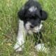 Let’s Parti-AKC Miniature Schnauzer