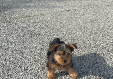 Yorkishire Terriers