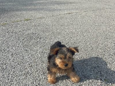 Yorkishire Terriers