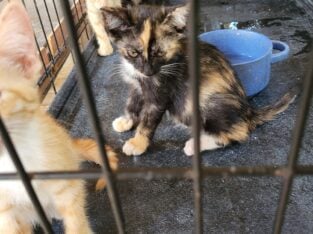 Kittens for adoption