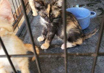 Kittens for adoption