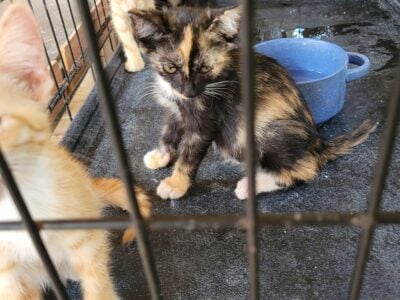 Kittens for adoption