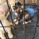 Kittens for adoption